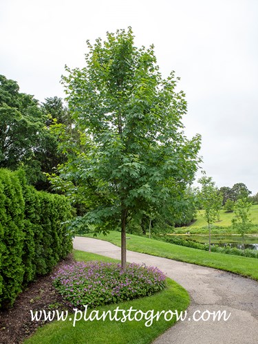 Highland Park Sugar Maple (Acer)